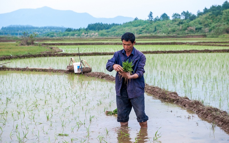 A farmer, Ding, transplants rice in the fields in Shuinan village, Niutian town, LeAn county, Jiangxi province, China.