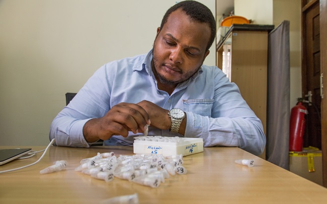 A man studies mosquito samples collected from window traps in the Malaria Control Pilot Project are studied in Dar es Salaam, Tanzania.