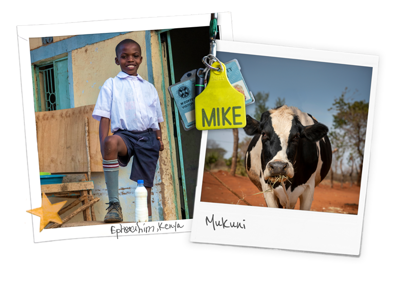  How Do Better Cows in the UK Lead to Better Grades in Kenya?